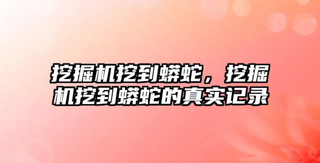 挖掘機挖到蟒蛇，挖掘機挖到蟒蛇的真實記錄